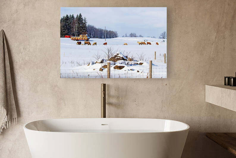 Winter Cows On The Farm by Deb Oppermann