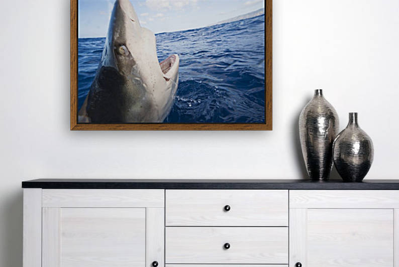 Galapagos shark (Carcharhinus galapagensis) can reach twelve feet in length and is listed as potentially dangerous; Hawaii, United States of America by PacificStock