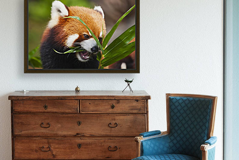 The Red Panda (Ailurus fulgens), or shining cat, is a small arboreal mammal and the only species of the genus Ailurus; Guangdong province, China by PacificStock