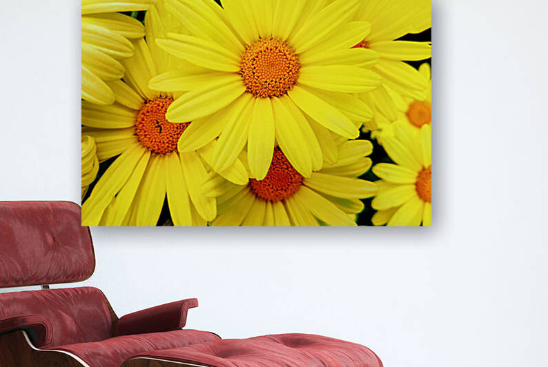 Bright yellow Pyrethrum flowers by AS Photography