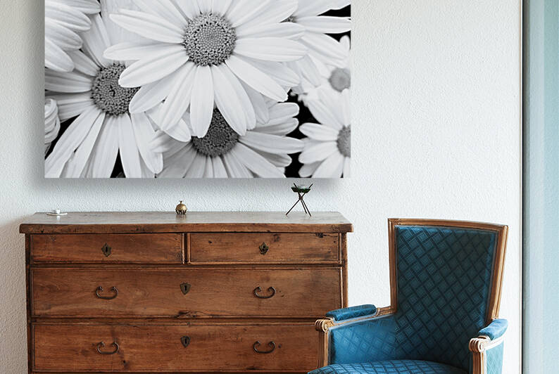 Pyrethrum Flowers in Black and White by AS Photography