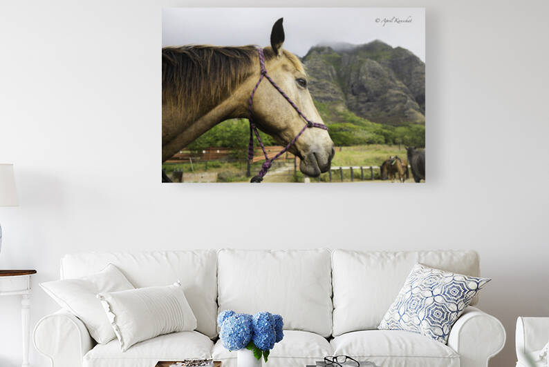 Hawaii Horse by April Kanschat