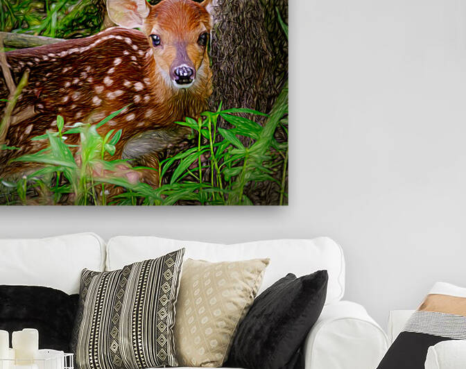 Fawn at Rest by Kyle Arrowood