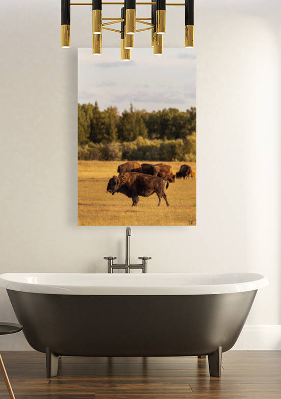 Bison by Jackson Brown