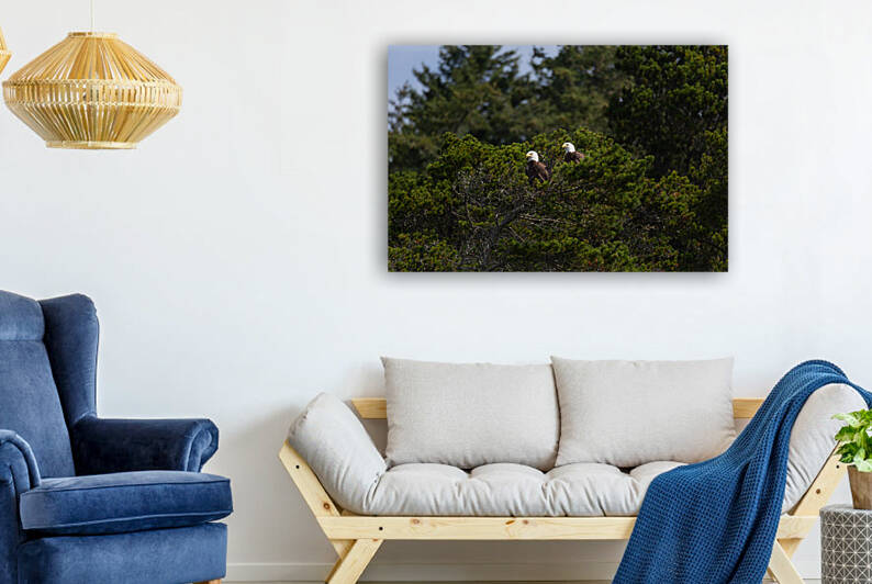 Bald Eagle Couple by Jackson Brown