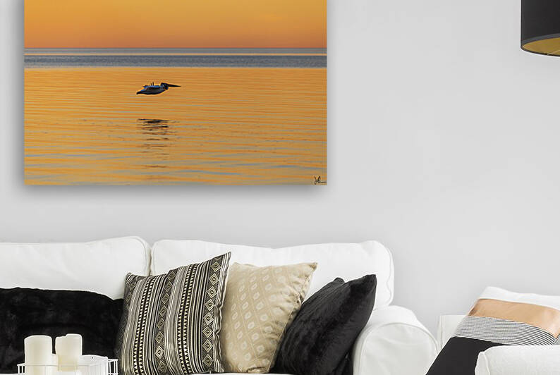 Lake Winnipeg Pelican by Jackson Brown