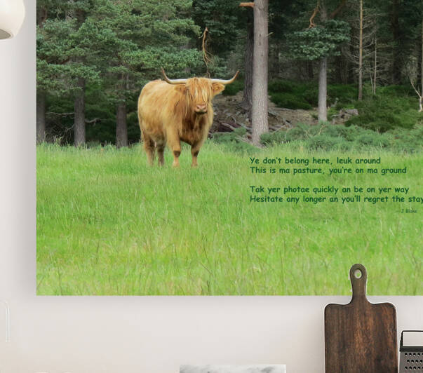 Scottish Bull - landscape by Images That Speak