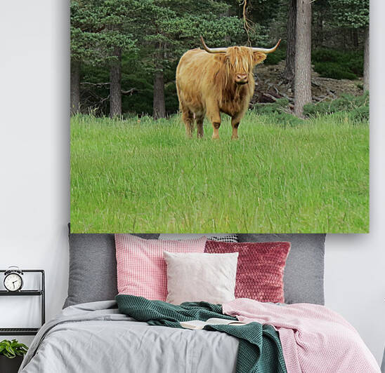 Scottish Bull - square by Images That Speak