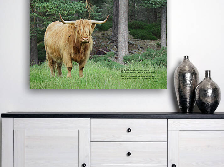 Scottish Bull - large landscape by Images That Speak