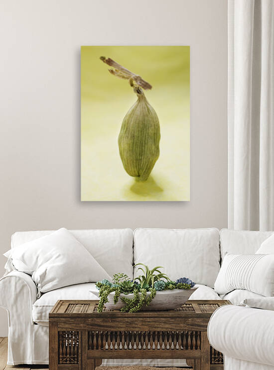 Green Cardamom Seed On Yellow by Iris H Richardson