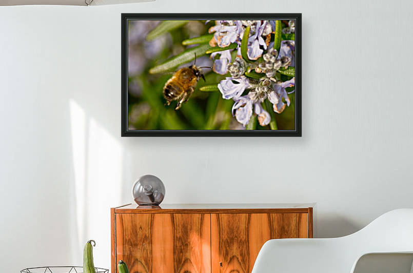 Bee flying to the Rosemary flower  by Tede