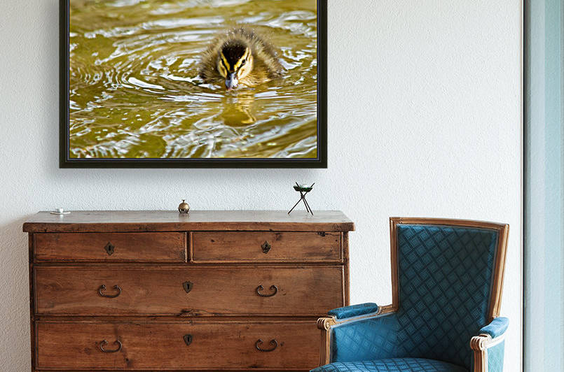 Mallard chick with attitude by Tede