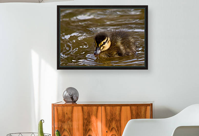 Mallard chick by Tede