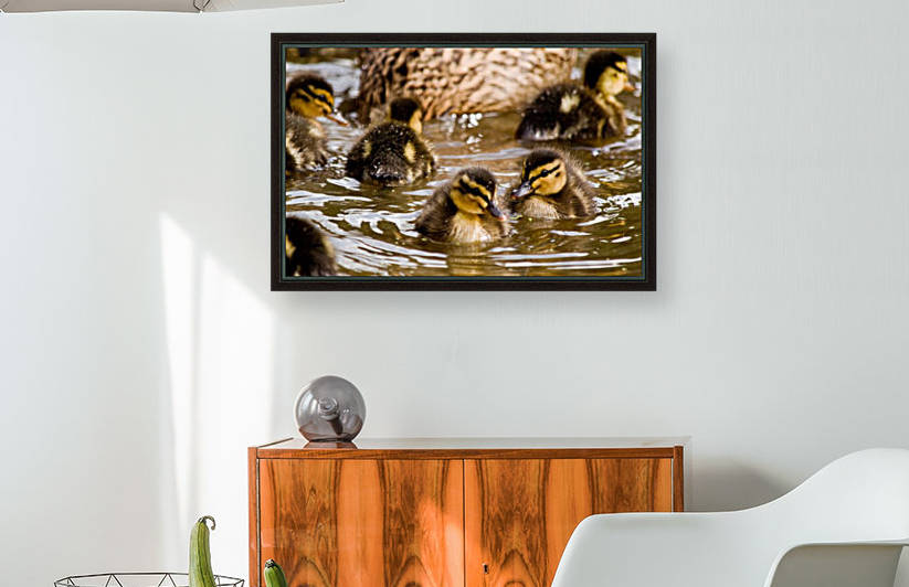 Mallard chicks by Tede