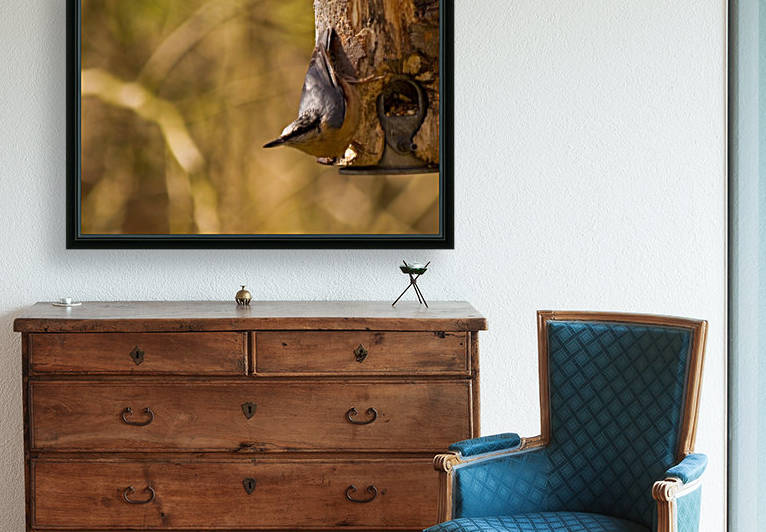 Nuthatch on the feeder 2 by Tede