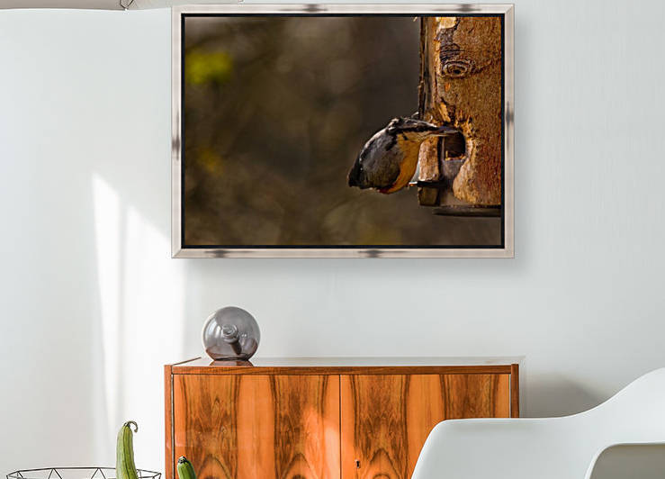 Nuthatch feeding by Tede