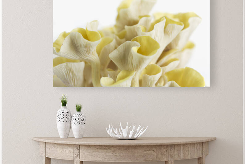 Golden Oyster Mushrooms  Landscape by Iris H Richardson