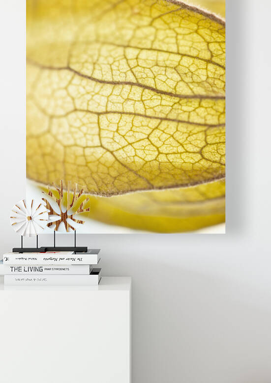 Physalis Lantern on its Side by Iris H Richardson