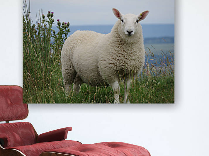 Sheep by Images That Speak