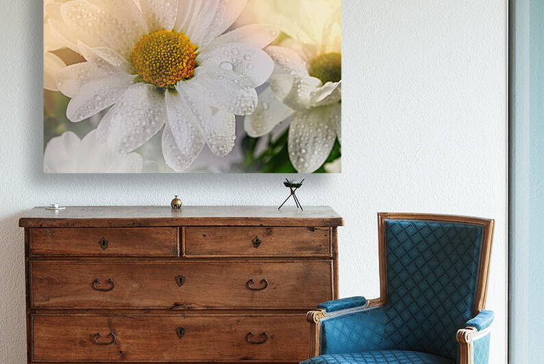 White daisy - Marguerite Blanche by Francois Lariviere