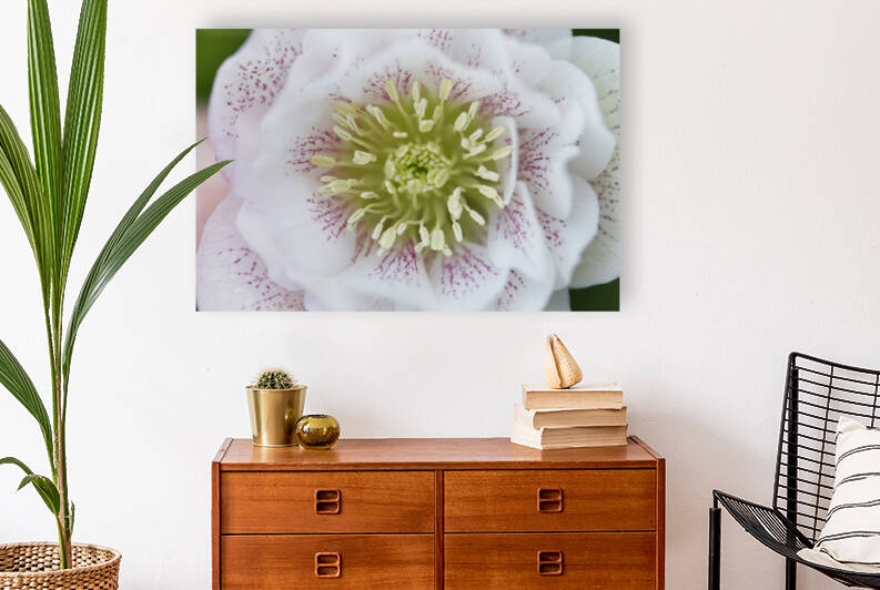 Helleborus White with Pink Speckles by Iris H Richardson