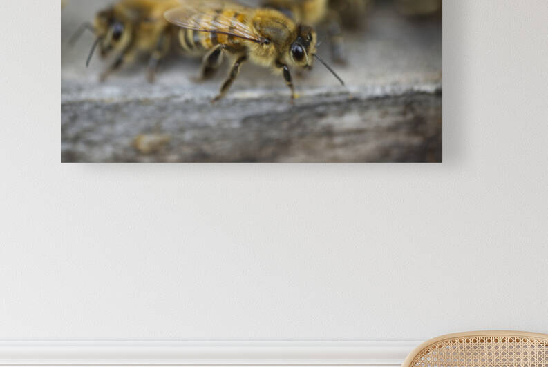 Honeybee at Hive Entrance by Iris H Richardson