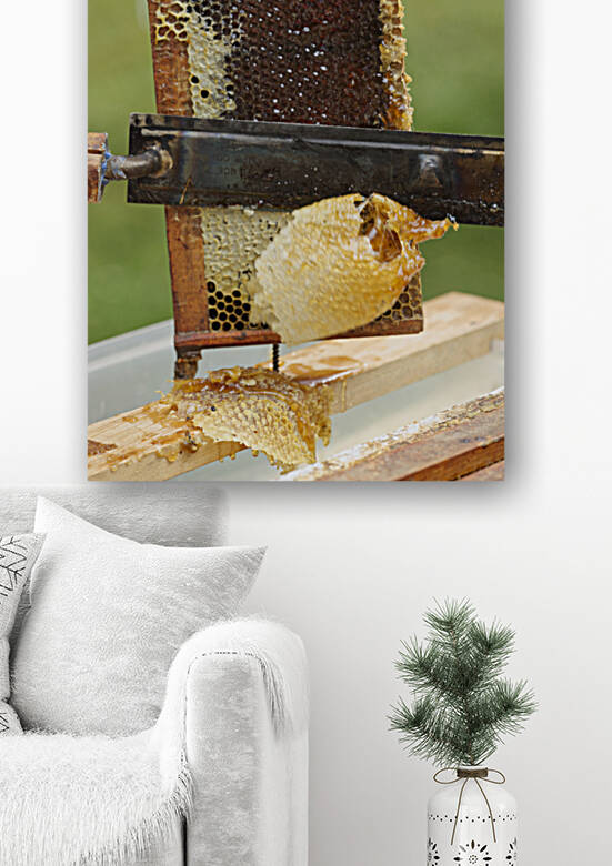 Uncapping Honeycomb Frame by Iris H Richardson