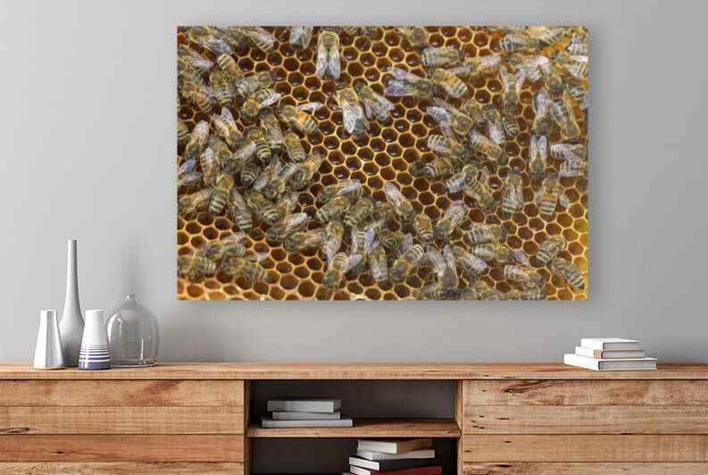 Bees on Honeycomb busy working by Iris H Richardson