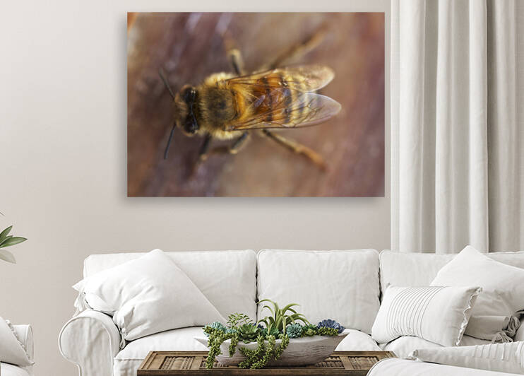 Honey Bee Drone on Wood  by Iris H Richardson