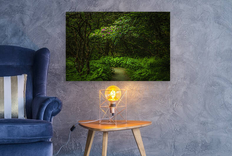 Enchanted Forest at Roan Mountain by Shelia Hunt Photography