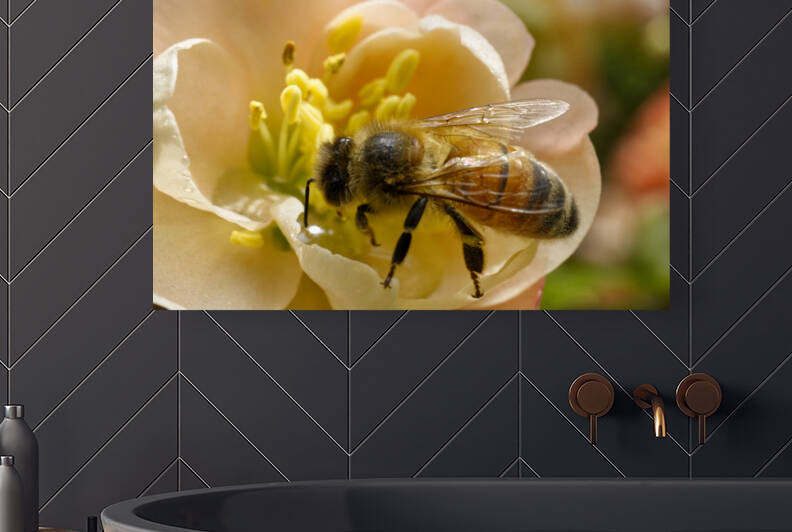 Honeybee on Peach Quince Flower LS by Iris H Richardson