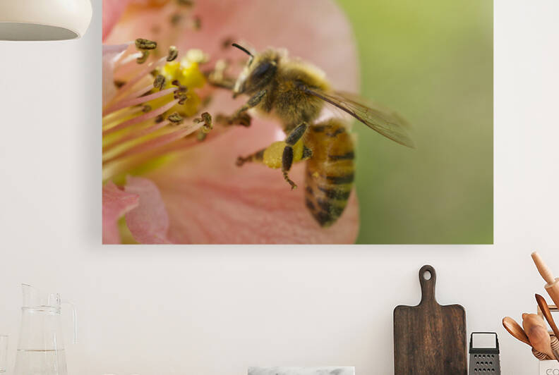 Honeybee on Peach Quince with Green Background by Iris H Richardson
