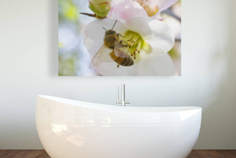 Honeybee on White Quince Flower Wings Open by Iris H Richardson