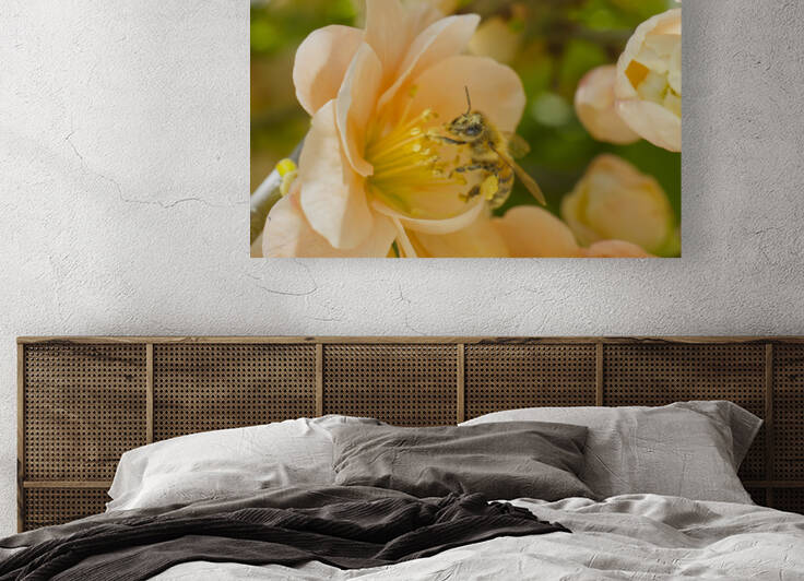 Peach Quince Flower With Pollen Covered Honeybee by Iris H Richardson