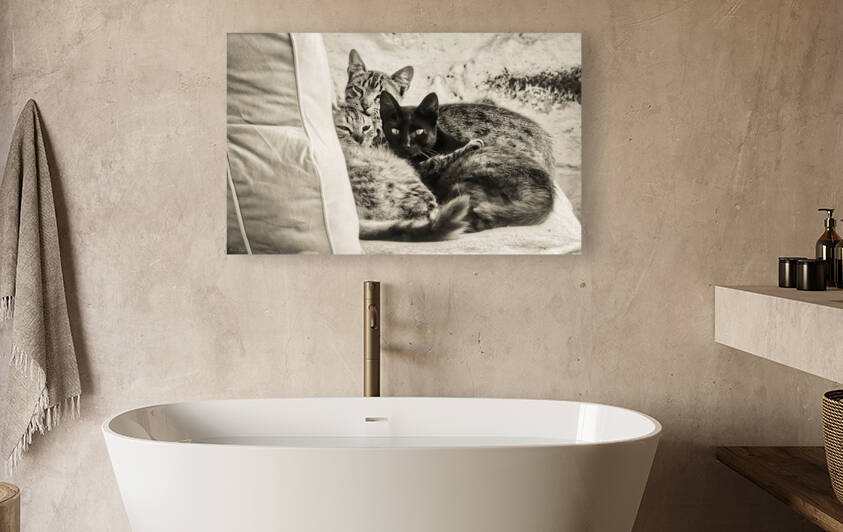 Three stray cats snuggled on the sofa by Marco Sales