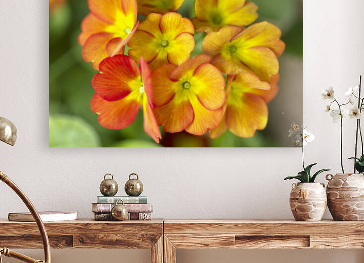 Flaming Katy Orange Flower by Iris H Richardson