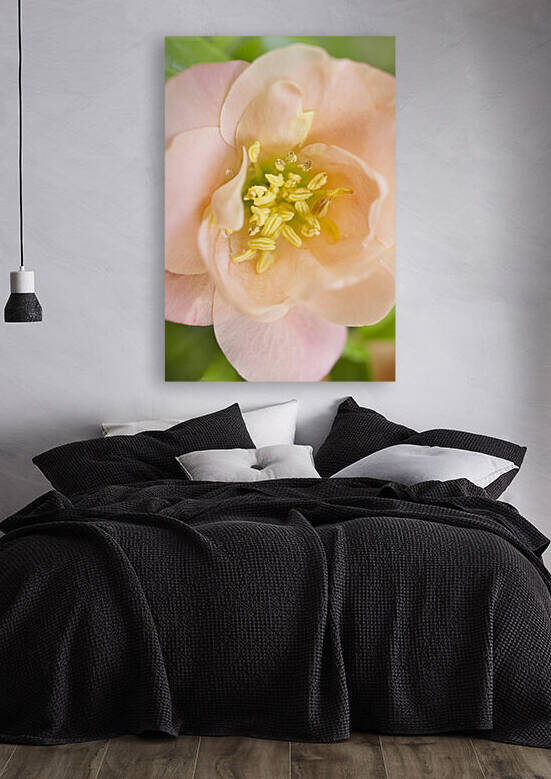 Peach Quince Floral Macro by Iris H Richardson