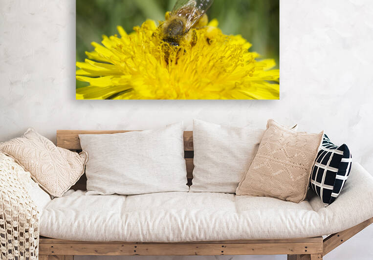 Honeybee with Closed Wings on Dandelion by Iris H Richardson