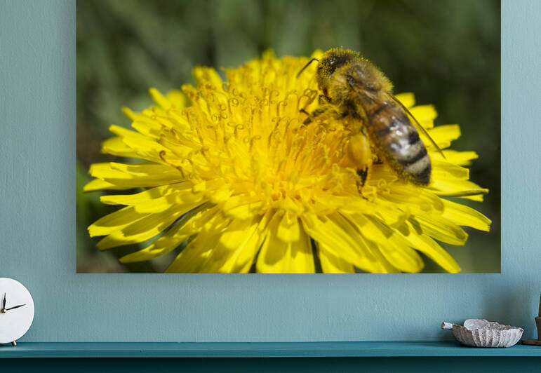 Honeybee on Dandelion with Beesknee and Pollen Head by Iris H Richardson