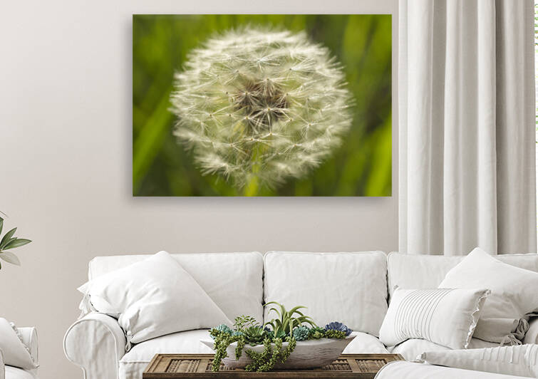 Dandelion Puffball Side View by Iris H Richardson