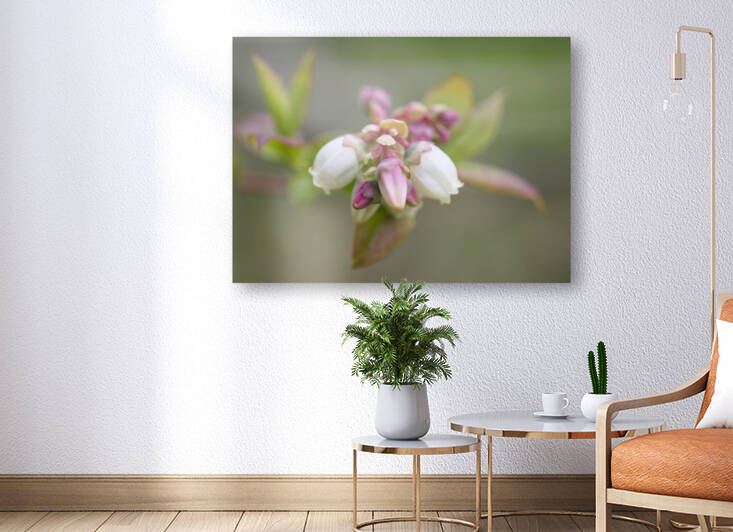 Blueberry Blossoms Opening by Iris H Richardson