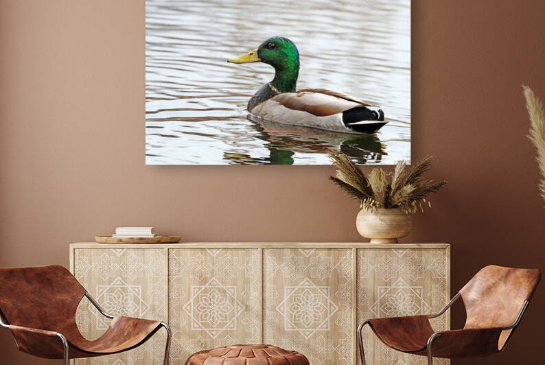 The Mallard In All It s Glory by Deb Oppermann