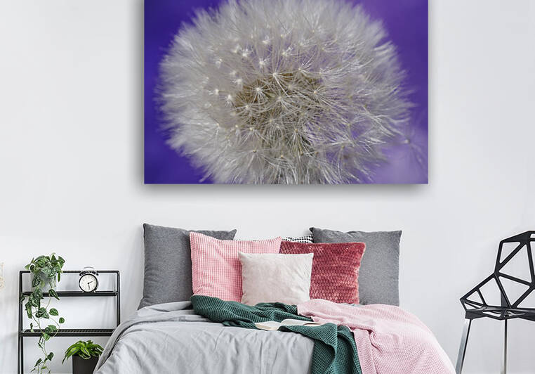 Whole Dandelion Puffball on Purple by Iris H Richardson