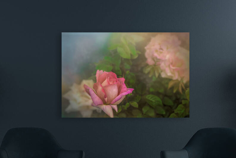 A Rose for Mother by Shelia Hunt Photography