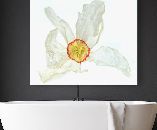 Dried Poet Daffodile 2 by Iris H Richardson