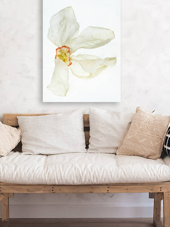 Poet Daffodile Dried 3 by Iris H Richardson