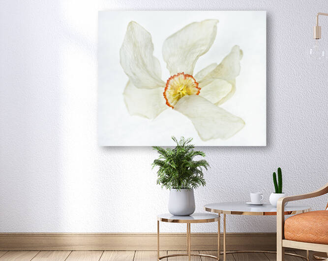 Poet Daffadile  Dried 4 by Iris H Richardson