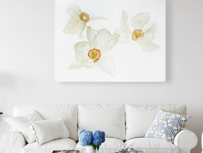 Dried Poem Daffodiles 5 by Iris H Richardson