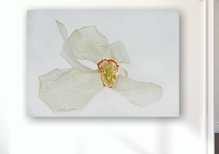 Poem Daffodile Dried Number 6 by Iris H Richardson