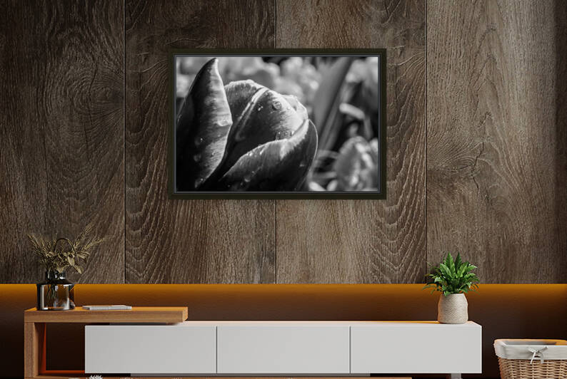 BW Extreme Closeup Tulips of the Netherlands 28 in the Art in Flowers Special Collection of William Robert Stanek for the Dutch Tulip Mania Series by 360 Studios